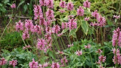 Betonica officinalis 'Pinkie'