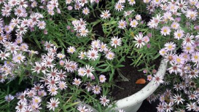 Aster ericoides 'Rosa Raureif'