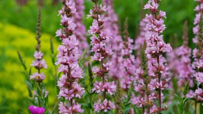 Lythrum salicaria 'JS Pink Tails' ®