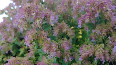 Origanum x cultorum 'Dingle Fairy' ®