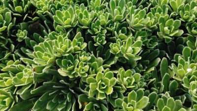 Saxifraga paniculata