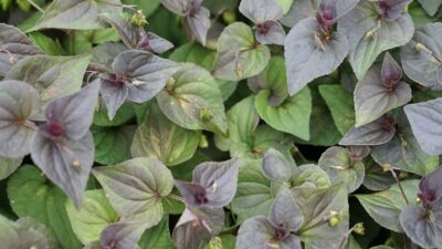Viola labradorica hort. 'Purpurea'