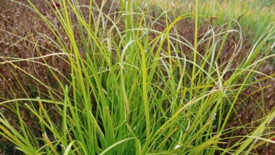 Carex cherokeensis