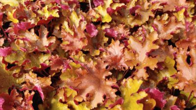 Heuchera x cultorum 'Orangeberry'