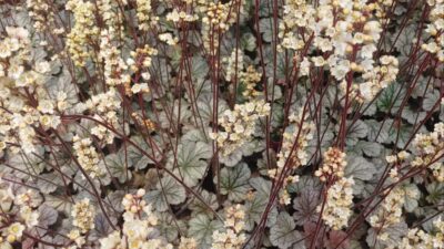 Heuchera villosa 'Marble Expression White''