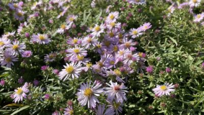 Aster x cult. 'JS Trendwende' PBR