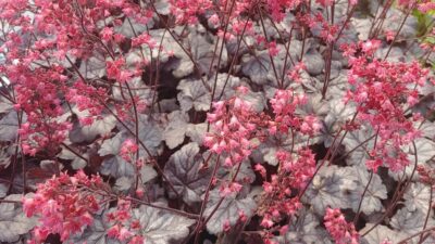 Heuchera micrantha 'Timeless Treasure' ®
