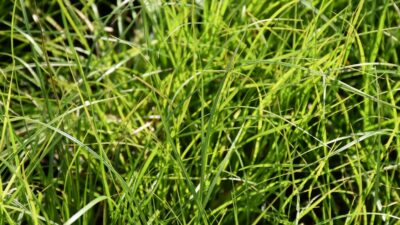Carex x cult. 'Kyoto'