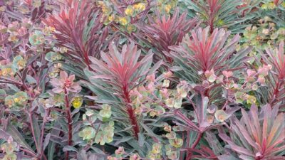 Euphorbia 'Miners Merlot'