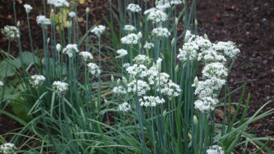 Allium tuberosum 'Cliffs of Dover' ®
