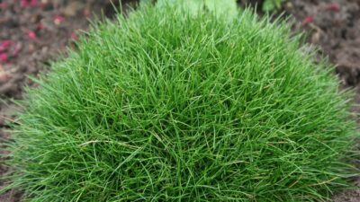 Festuca gautieri 'Pic Carlit'
