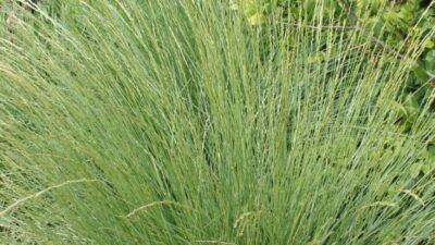 Festuca mairei
