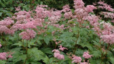 Filipendula rubra 'Venusta'