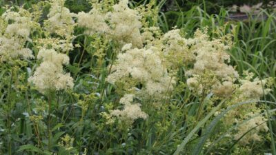 Filipendula ulmaria