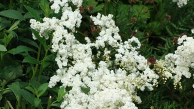 Filipendula vulgaris 'Multiplex'