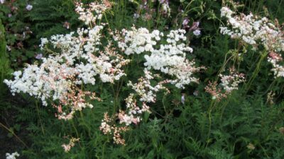 Filipendula vulgaris