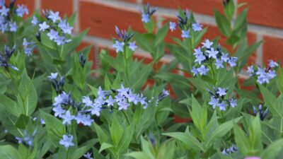 Amsonia tabernaem. 'Blue Ice'