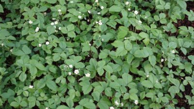 Fragaria vesca var. vesca