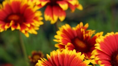 Gaillardia x grandiflora 'Fackelschein'