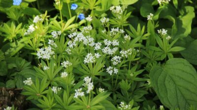 Galium odoratum