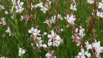 Gaura lindheimeri