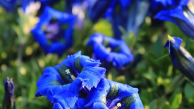 Gentiana acaulis