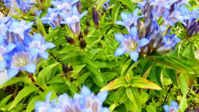 Gentiana septemfida var. lagodechiana