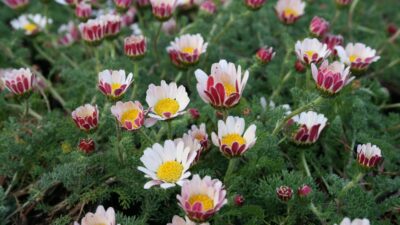 Anacyclus pyrethrum var. depressus