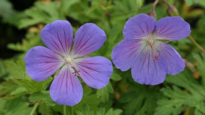 Geranium pratense 'Johnson's Blue'