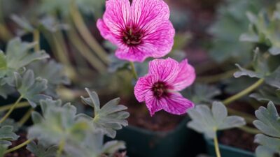 Geranium cinereum 'Ballerina'