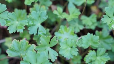 Geranium dalmaticum