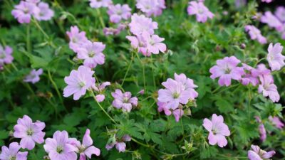 Geranium x oxonianum 'Wargrave Pink'