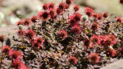Acaena microphylla 'Kupferteppich'