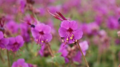 Geranium macrorrhizum 'Czakor'