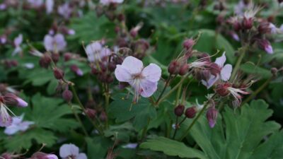 Geranium macrorrhizum 'Ingwersen'
