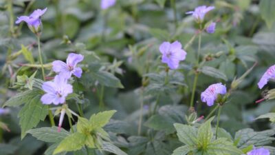 Geranium nodosum