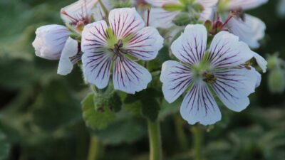 Geranium renardii