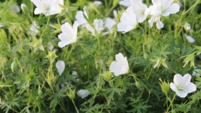 Geranium sanguineum 'Album'