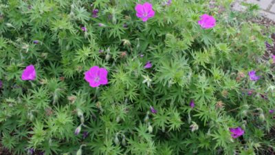 Geranium sanguineum 'Elsbeth'