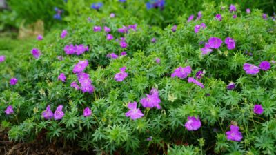 Geranium sanguineum