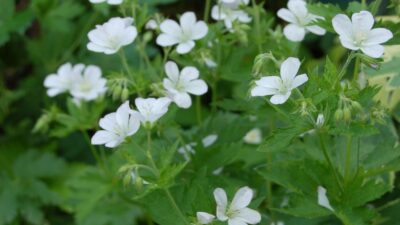 Geranium sylvaticum 'Album'