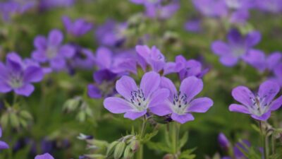 Geranium sylvaticum 'Mayflower'