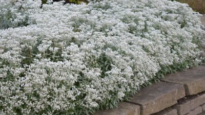 Anaphalis triplinervis 'Sommerschnee'