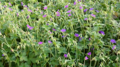 Geranium wlassovianum