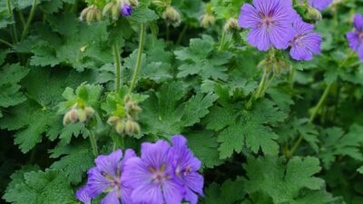 Geranium x magnificum