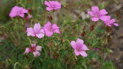 Geranium x oxonianum 'Rose Clair'