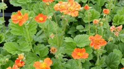Geum coccineum 'Borisii'