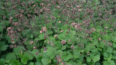 Geum rivale