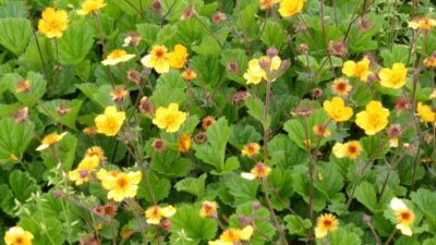 Geum x heldreichii 'Georgenberg'