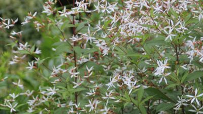Gillenia trifoliata